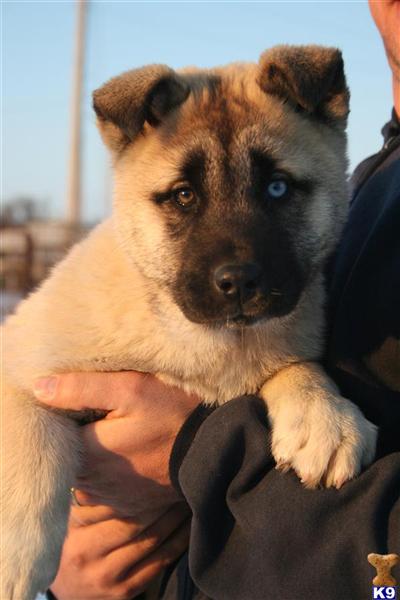 Puppies in OK